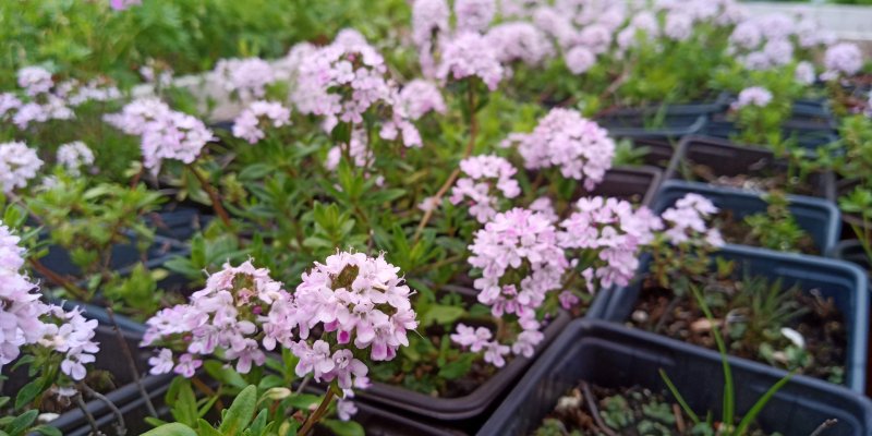 Thymus longicaulis 'Odoratus'